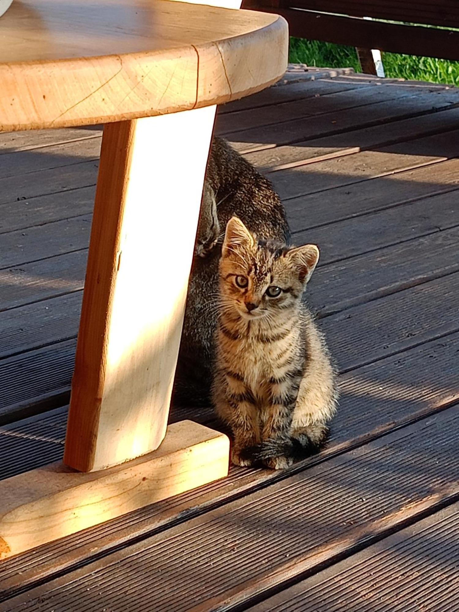Gosciniec Na Stoku Pokoje 2,3,4 Osobowe, Cisza, Spokoj, Widok Na Stok Narciarski, Lasy, Laki Bobliwo Exteriér fotografie