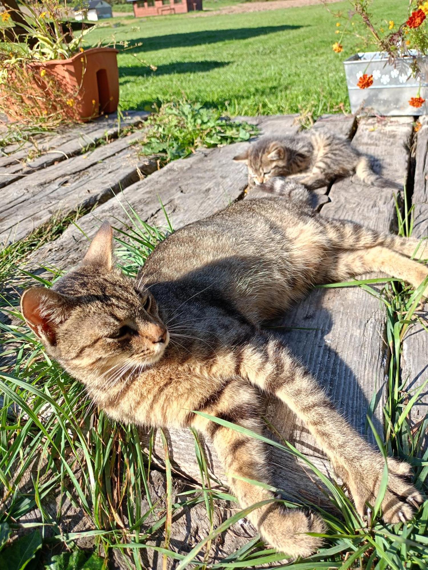 Gosciniec Na Stoku Pokoje 2,3,4 Osobowe, Cisza, Spokoj, Widok Na Stok Narciarski, Lasy, Laki Bobliwo Exteriér fotografie
