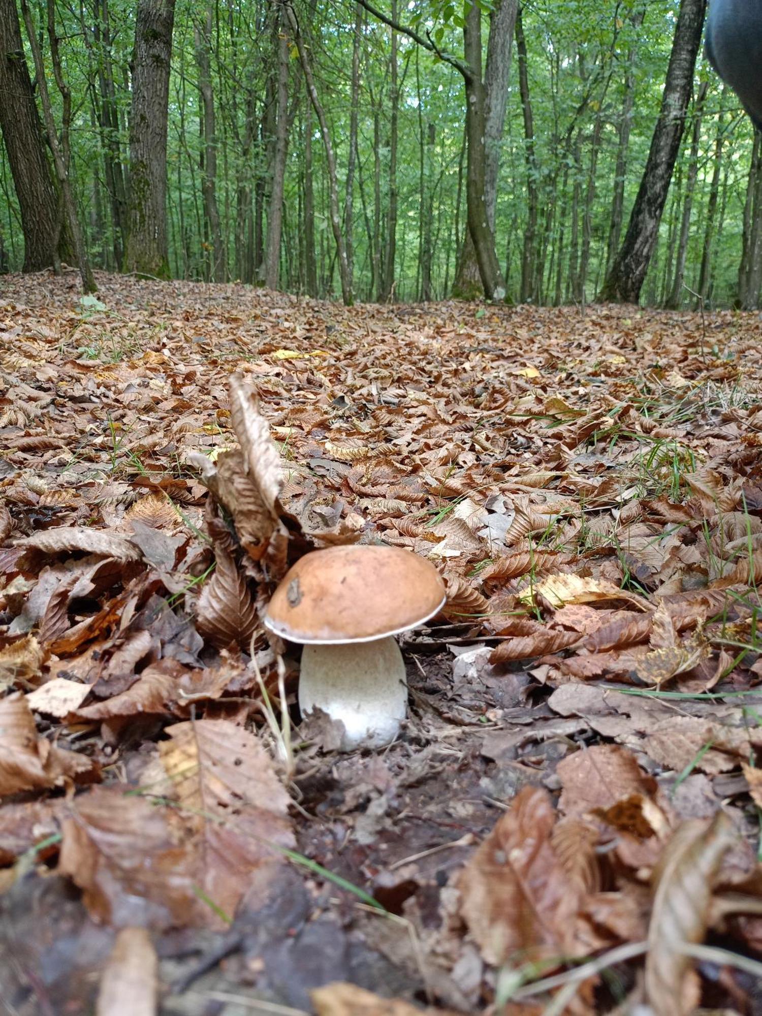 Gosciniec Na Stoku Pokoje 2,3,4 Osobowe, Cisza, Spokoj, Widok Na Stok Narciarski, Lasy, Laki Bobliwo Exteriér fotografie